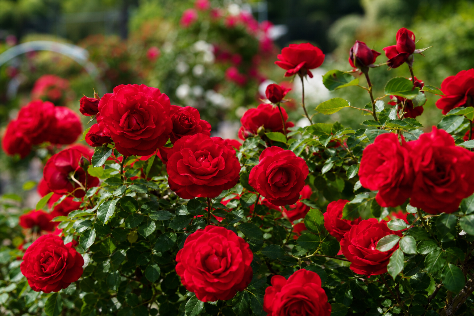 Rose Bush — Red